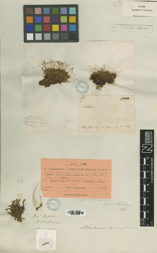 Tayloria squarrosa (Hook.) T.J.Kop. - BM000982959_a