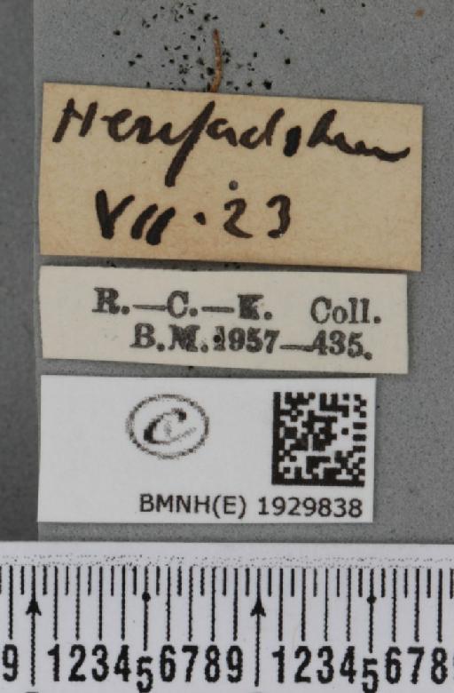 Cabera exanthemata (Scopoli, 1763) - BMNHE_1929838_label_495170