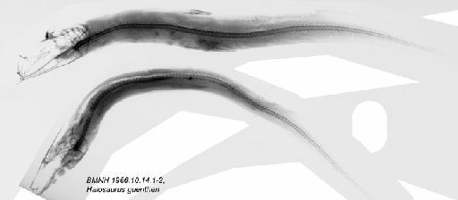 Halosaurus guentheri Goode & Bean, 1896 - BMNH 1966.10.14.1-2, Halosaurus guentheri, Radiograph