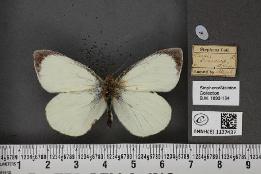 Pieris brassicae (Linnaeus, 1758) - BMNHE_1127437_84614