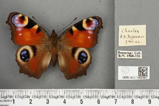 Inachis io ab. astrida Derenne, 1926 - BMNHE_1060907_21407