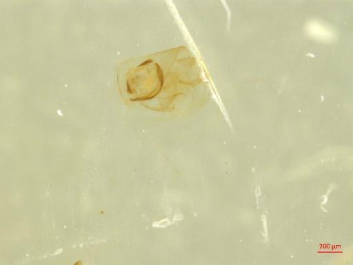 Cryptocephalinae Clavareau, 1913 - 010131390___2