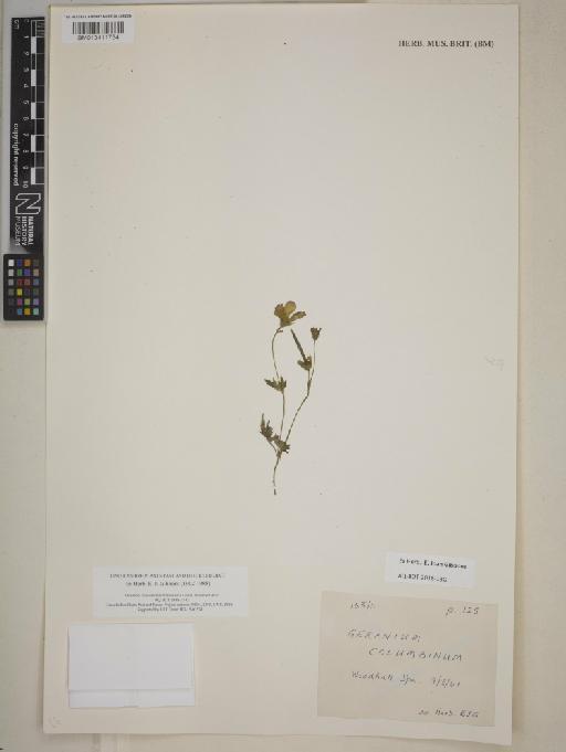 Geranium columbianum R.Knuth - 013411734