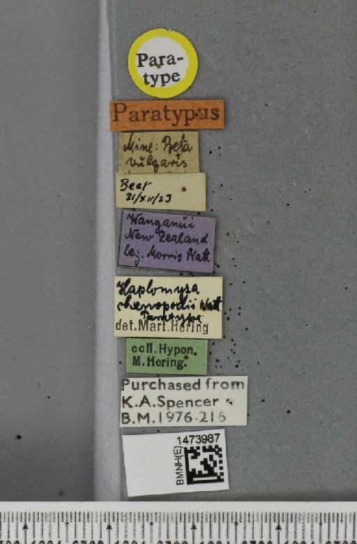 Liriomyza blechi Spencer, 1973 - BMNHE_1473987_label_49148