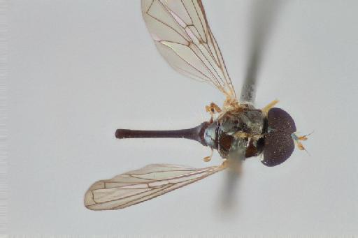 Leucopodella gracilis (Williston, 1891) - Leucopodella gracilis LT dorsal