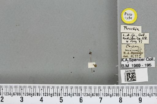 Chromatomyia mimuli Spencer, 1981 - BMNHE_1475048_48557