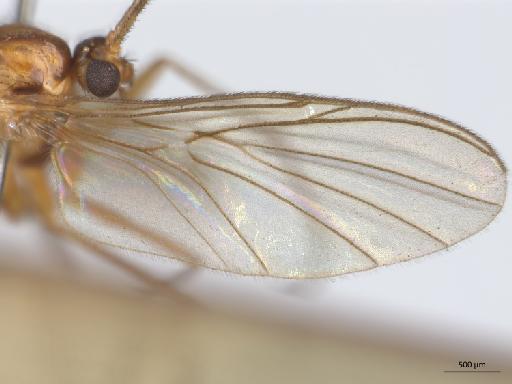Macrocera propleuralis Edwards, 1941 - Macrocera_propleuralis-HT_BMNH236642-wing.jpg