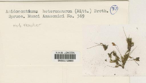 Acidodontium heteroneuron (Spruce ex Mitt.) Broth. - BM000720986