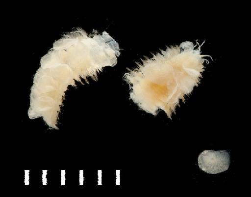 Harmothoe antilopes McIntosh, 1876 - Polychaete type specimen 1921.5.1.437 vial 1  dorsal