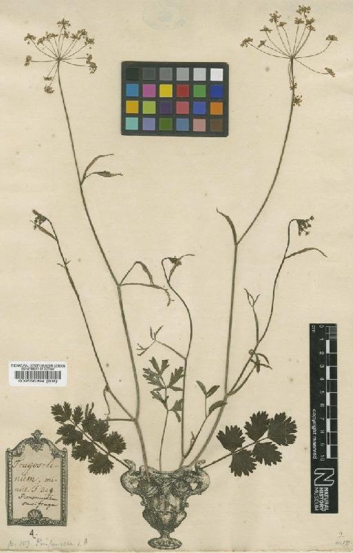 Pimpinella saxifraga L. - BM000558394