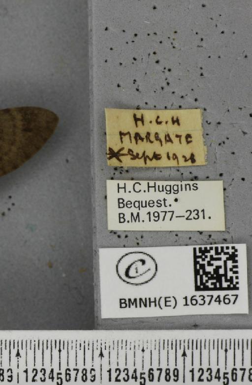 Macroglossum stellatarum (Linnaeus, 1758) - BMNHE_1637467_label_206140