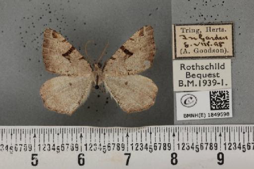 Macaria wauaria (Linnaeus, 1758) - BMNHE_1849598_422334