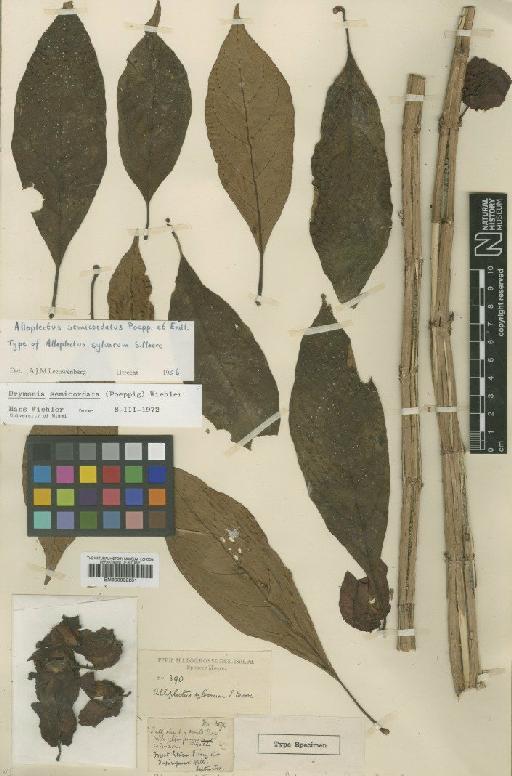 Drymonia semicordata (Poepp.) Wiehler - BM000992281