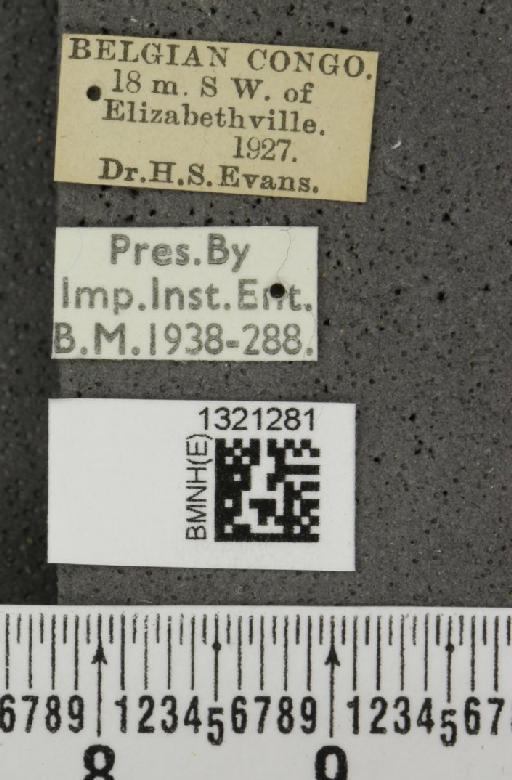 Epitrix Foudras, 1860 - BMNHE_1321281_label_25648