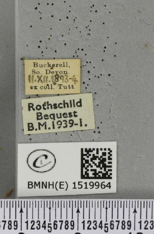 Poecilocampa populi (Linnaeus, 1758) - BMNHE_1519964_label_189381