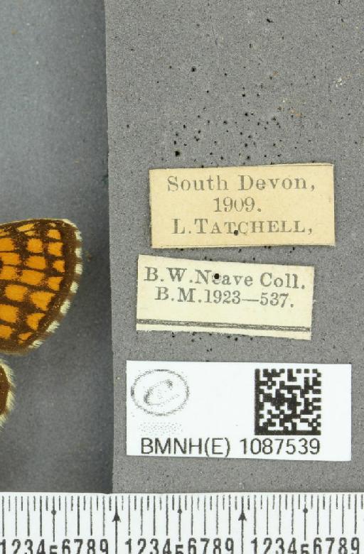 Melitaea athalia (Rottemburg, 1775) - BMNHE_1087539_label_57972