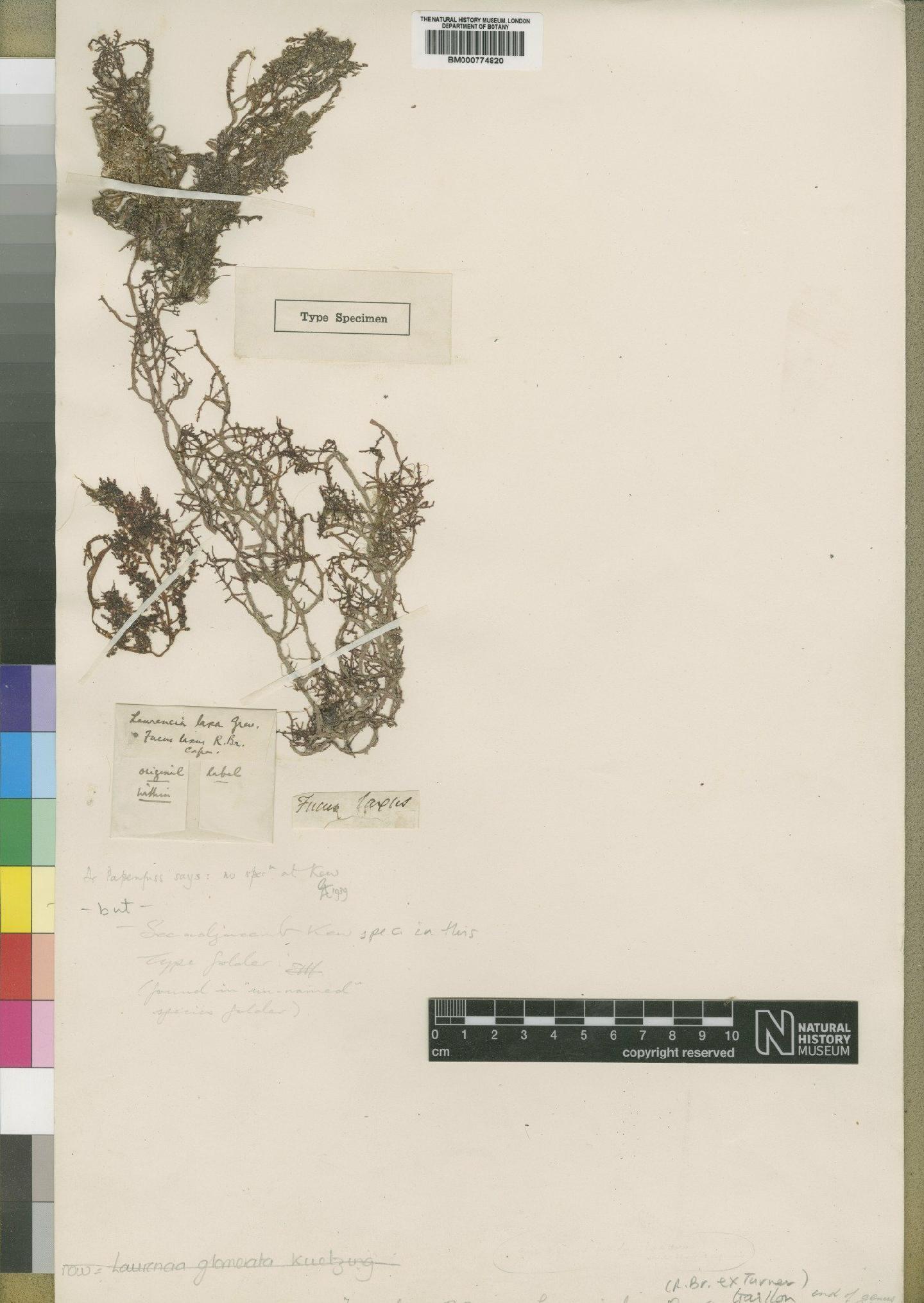 To NHMUK collection (Laurencia glomerata (Kütz.) Kütz.; Type; NHMUK:ecatalogue:4857769)