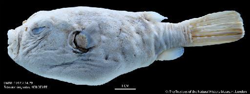 Tetrodon implutus Jenyns, 1842 - BMNH 1917.7.14.79 Tetrodon implutus, HOLOTYPE