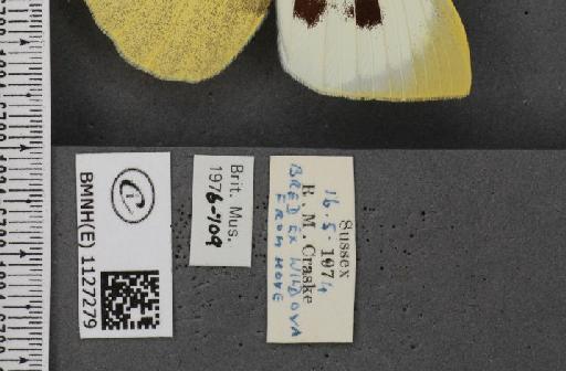 Pieris brassicae ab. fasciata Kiefer, 1918 - BMNHE_1127279_label_84496