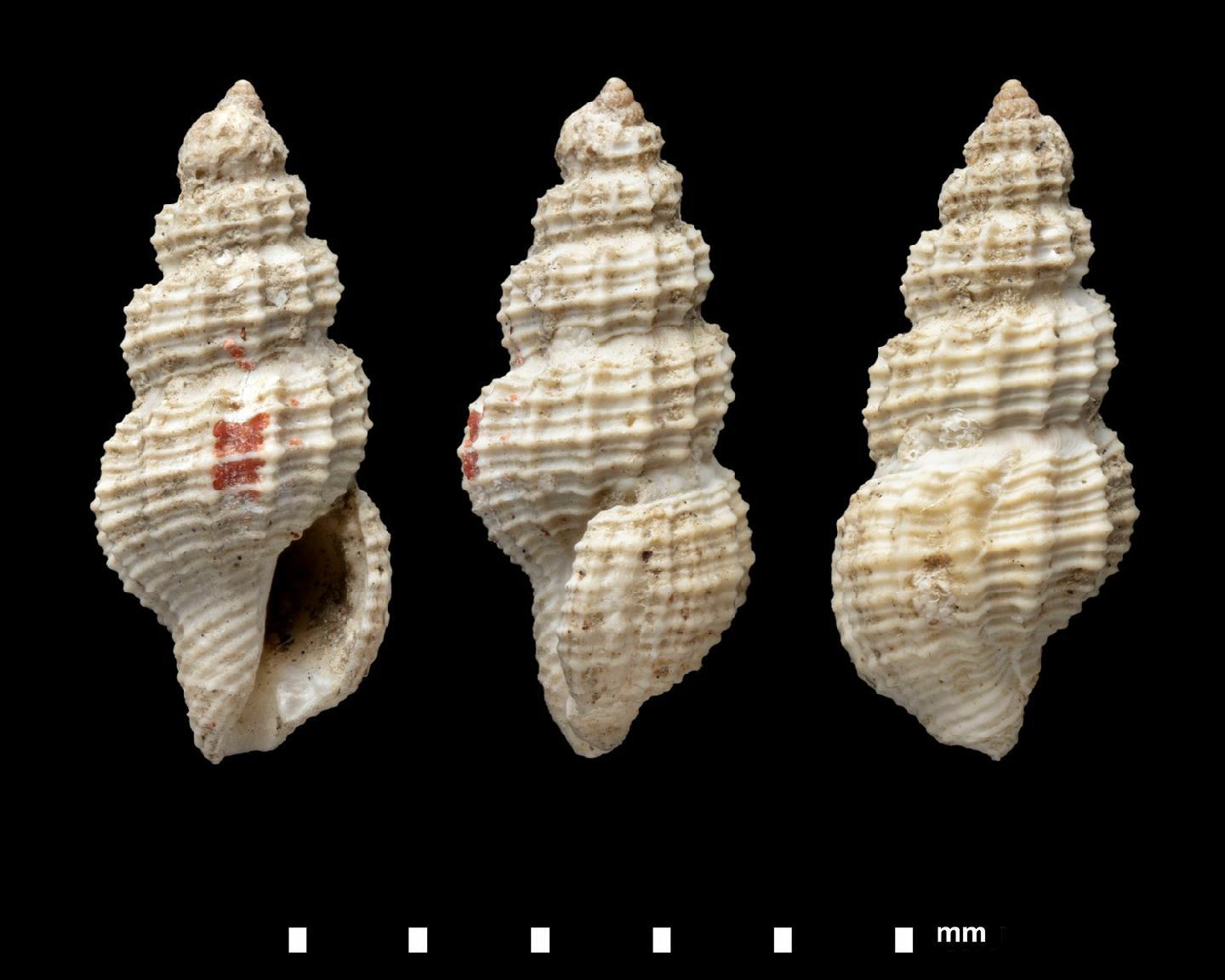 To NHMUK collection (Pleurotoma (Defrancia) rubroapicata E.A. Smith, 1882; SYNTYPES; NHMUK:ecatalogue:7879640)