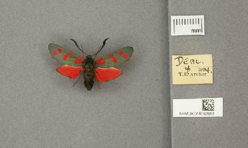 Zygaena (Zygaena) filipendulae stephensi Dupont, 1900 - 015192953_775459_1085133