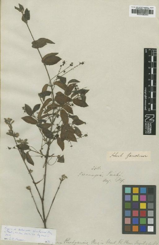 Myrcia piauhyensis O.Berg - BM000953603