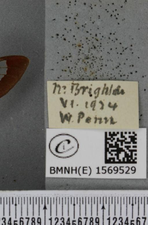 Hemaris fuciformis (Linnaeus, 1758) - BMNHE_1569529_label_491690