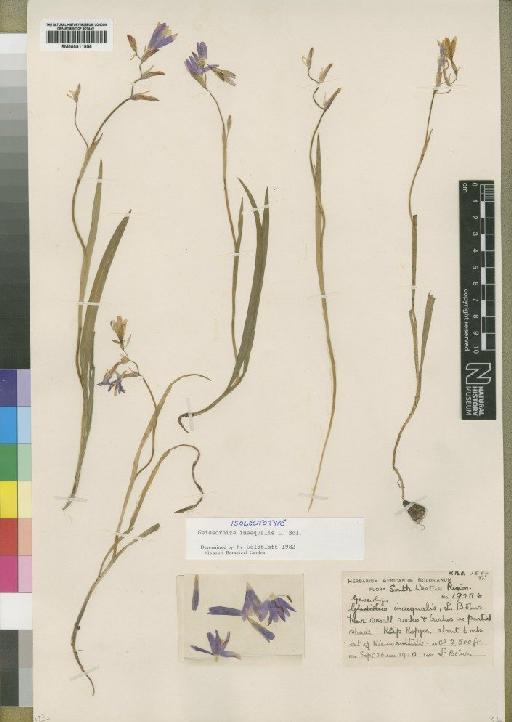 Geissorhiza inaequalis Bolus - BM000911956