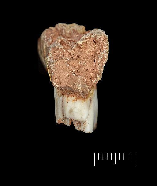 Rangifer tarandus Linnaeus, 1758 - Pre-sampling photo of OR 16741 (4)