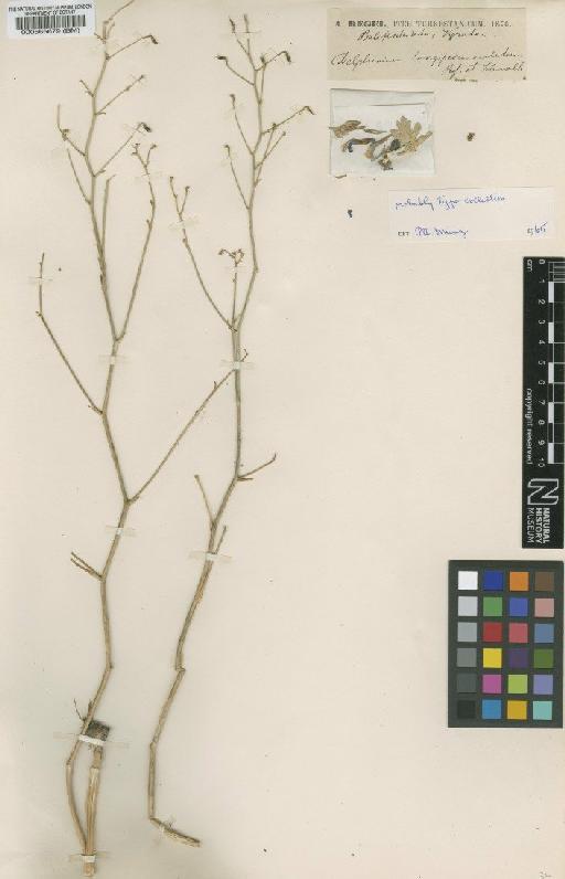 Delphinium longipedunculatum Regel & Schmalh. - BM000565679