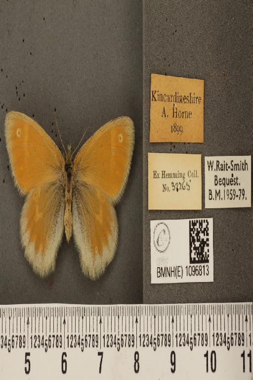 Coenonympha tullia scotica ab. laidion Borkhausen, 1788 - BMNHE_1096813_8220