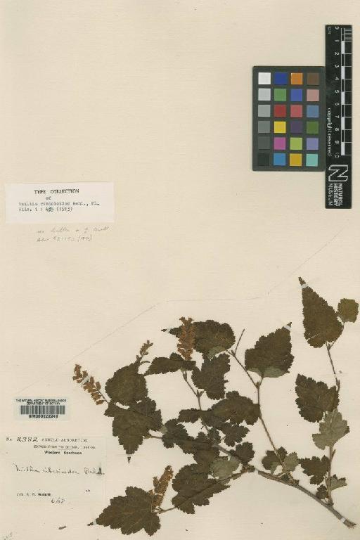 Neillia sinensis var. ribesioides (Rehder) J.E.Vidal - BM000622248