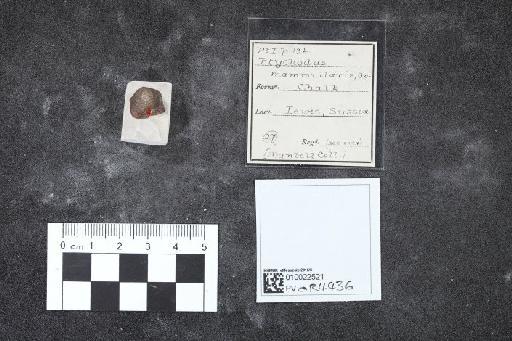 Ptychodus mammillaris infraphylum Gnathostomata Agassiz, 1843 - 010022521_L010040540