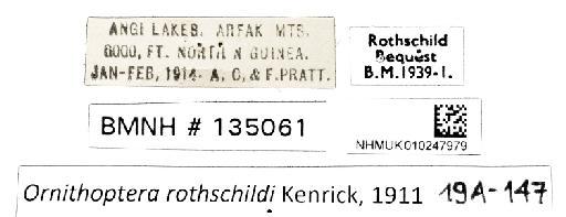 Ornithoptera rothschildi Kenrick, 1911 - NHMUK010247979_Ornithoptera_rothschildi_labels.jpg