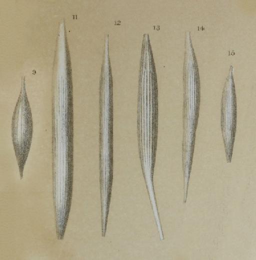 Lagena gracilis Williamson, 1848 - ZF1676_58_9_Procerolagena_gracilis.jpg