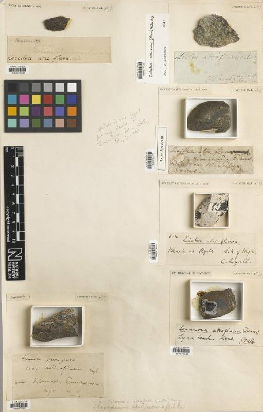 Caloplaca atroflava (Turner) Mong - BM000730330