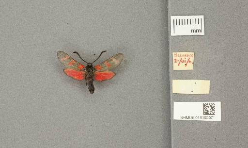 Zygaena (Zygaena) filipendulae stephensi Dupont, 1900 - 015192971_775459_1085133