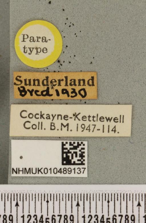 Abrostola tripartita ab. plumbea Cockayne, 1947 - NHMUK_010489137_label_552027
