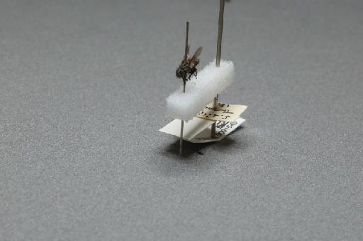 Sarcophaga (Myorhina) nigriventris Meigen, 1826 - 015091645_additional_3
