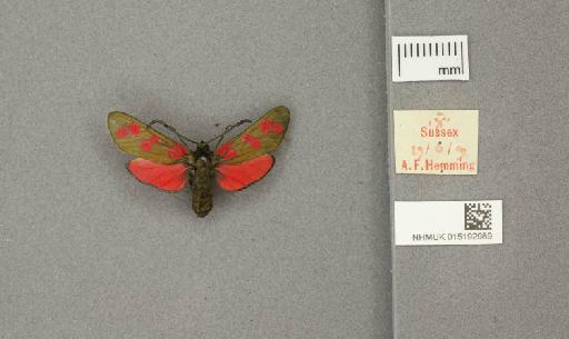Zygaena (Zygaena) filipendulae stephensi Dupont, 1900 - 015192989_775459_1085133