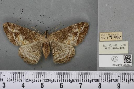 Alcis repandata repandata ab. similata Vorbrodt, 1917 - BMNHE_1912232_478342