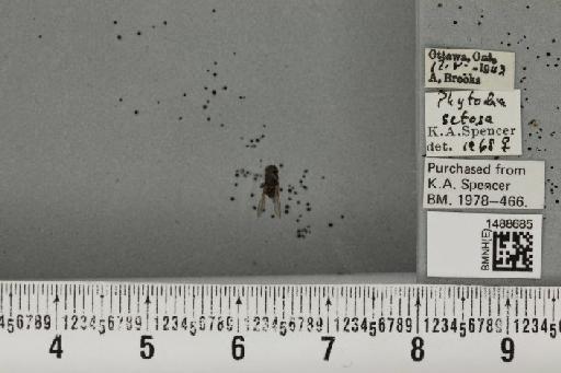 Phytobia setosa (Loew, 1869) - BMNHE_1488685_52532