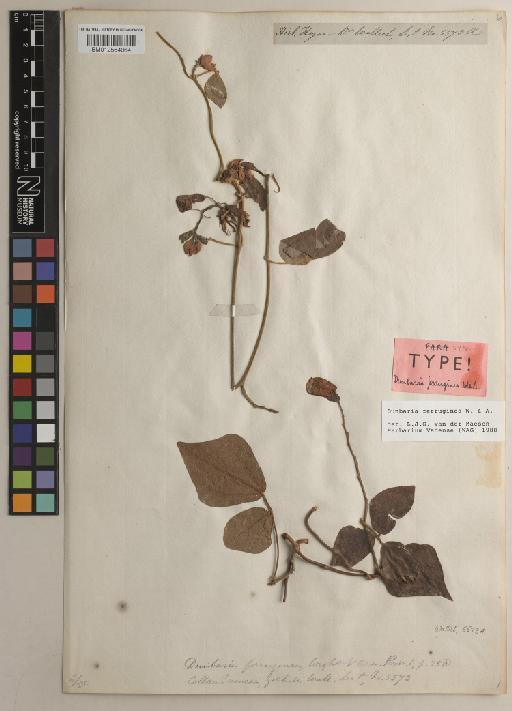 Rhynchosia courtallensis Maesen - BM012564064