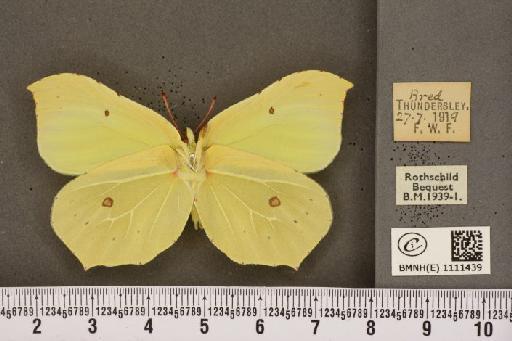 Gonepteryx rhamni rhamni ab. fervida Fritsch, 1911 - BMNHE_1111439_64586