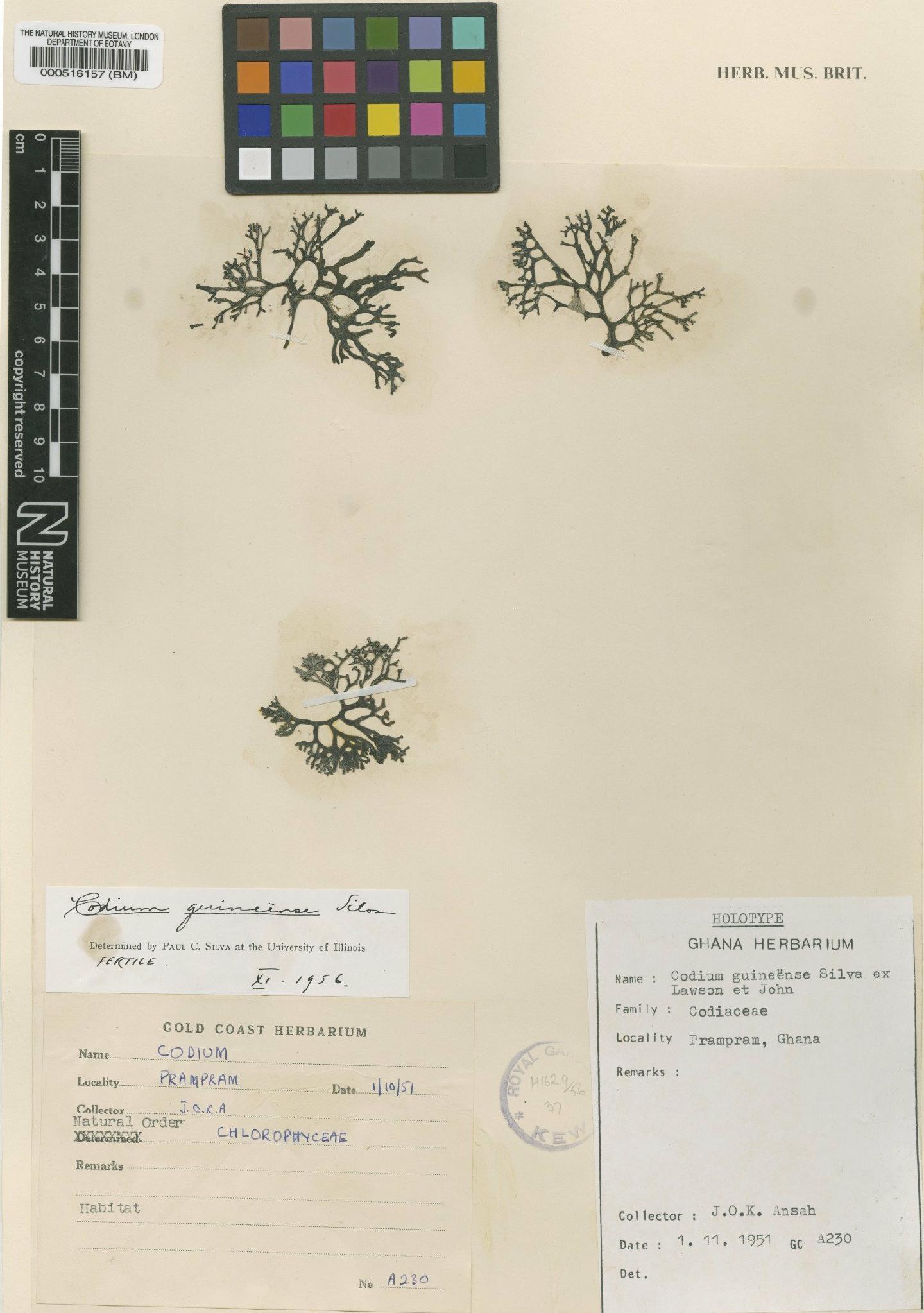 To NHMUK collection (Codium guineense Silva ex G.W.Lawson & D.M.John; Holotype; NHMUK:ecatalogue:4830740)