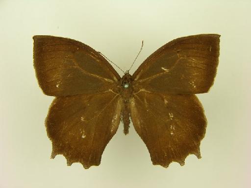 Taygetis ypthima Hübner, 1821 - BMNH(E)# 1054515 Taygetis ypthima Male Brazil dorsal