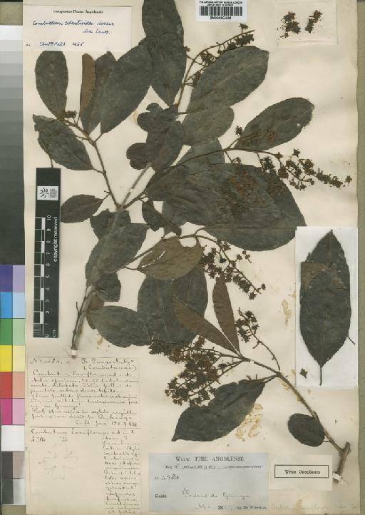 Combretum celastroides Lawson - BM000902059