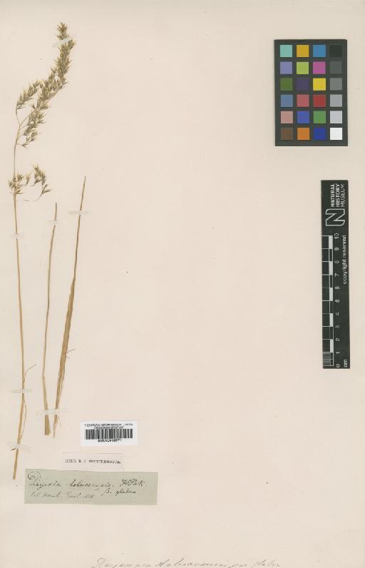 Calamagrostis tolucensis Kunth - BM000938571