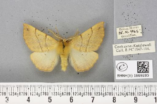 Colotois pennaria ab. nubilosa Hepp, 1932 - BMNHE_1869285_450767