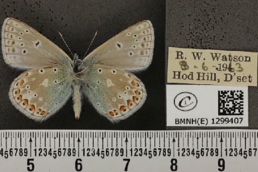 Polyommatus icarus icarus ab. obsoleta Gillmer, 1908 - BMNHE_1299407_150309
